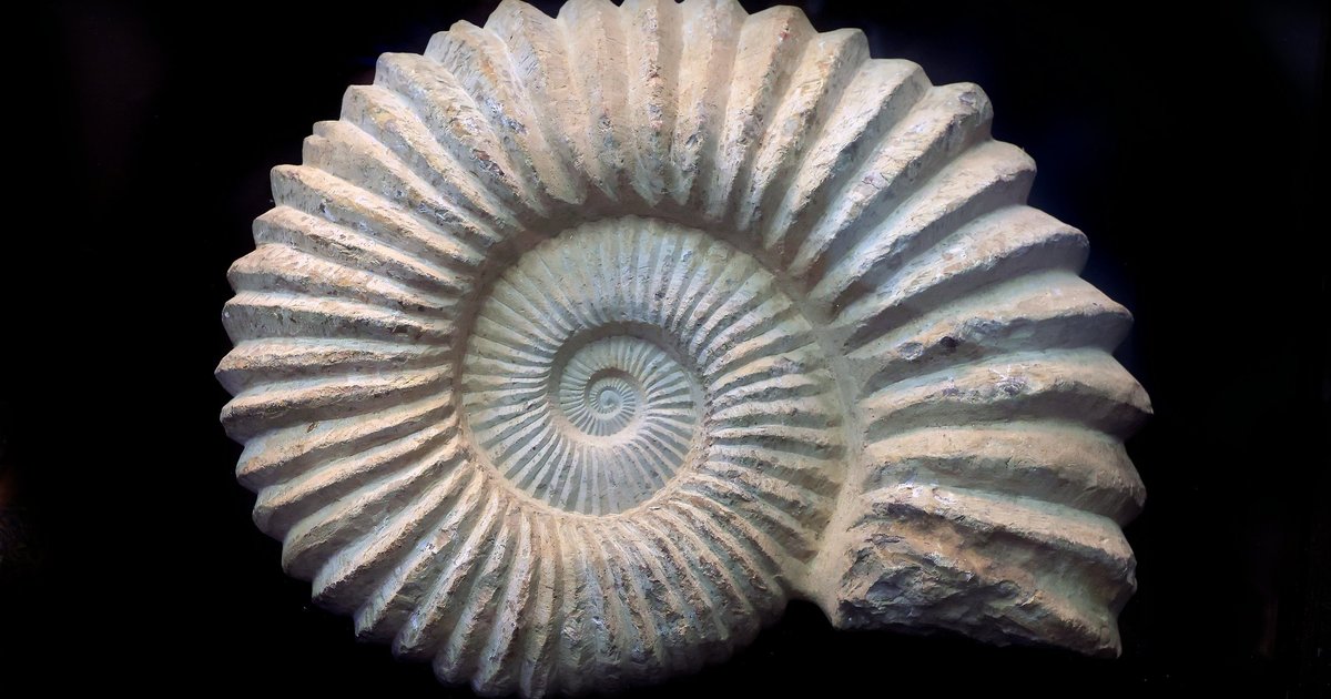 Палеонтологи объяснили, почему вымерли древние моллюски с большими панцирями