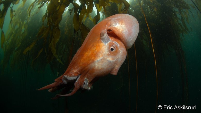 Семирукий осьминог был замечен на мелководье у мыса Тонг в штате Вашингтон 8 сентября