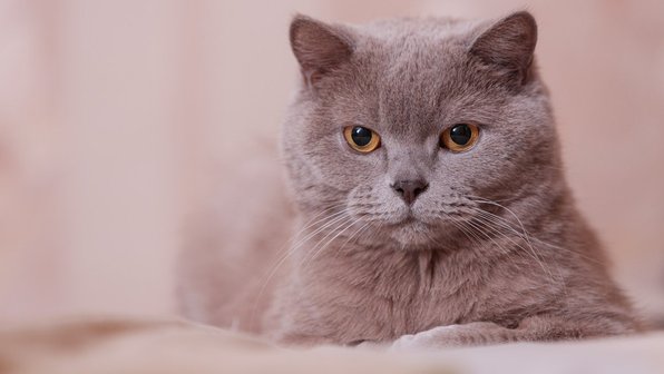 Все фиолетово? Породы кошек с лиловым окрасом