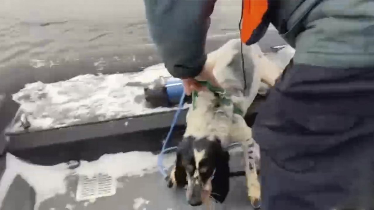 В Твери собаку спасли из-подо льда на Волге В Твери собаку спасли из-подо льда на Волге