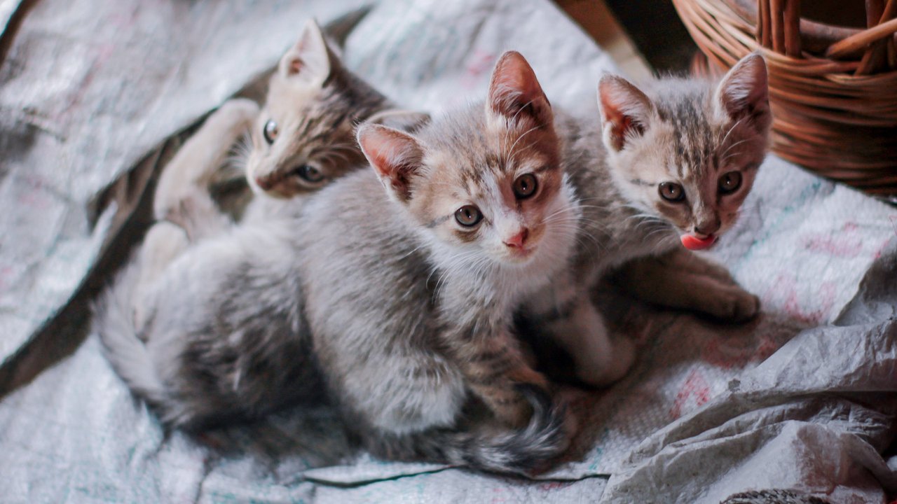 Ученые: раннее отлучение котят от матери чревато проблемами - irhidey.ru