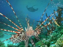 Кадр из На глубине морской 3D