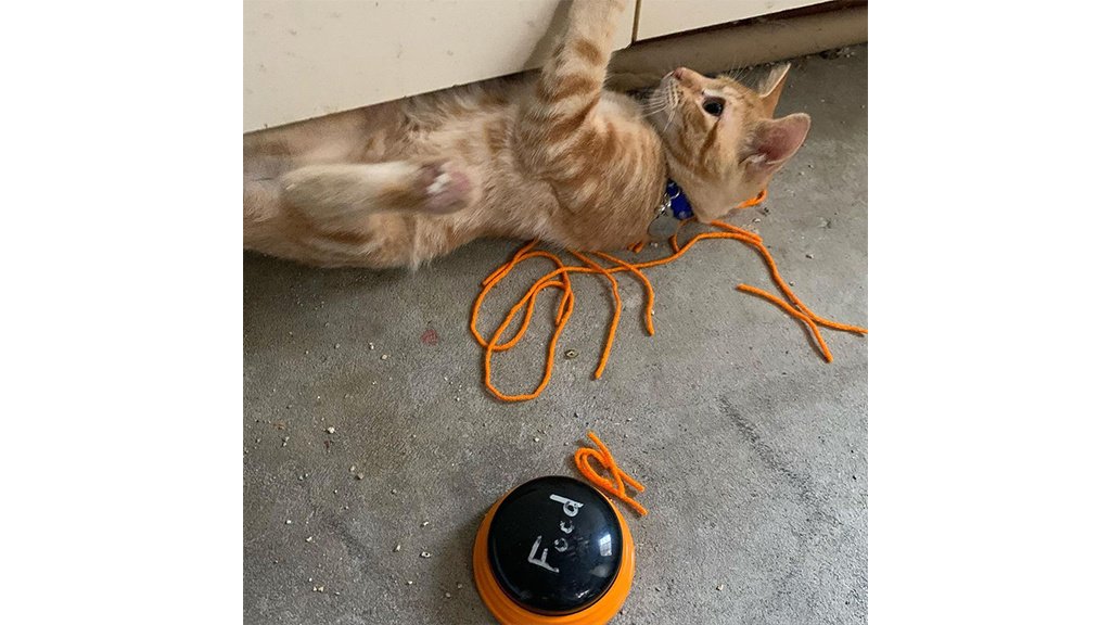 Кот