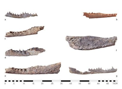 Найденные археологами останки крокодилов. Фото: thefirstnews.com