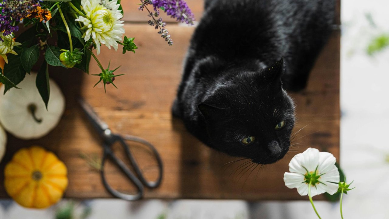 Черная кошка Черная кошка