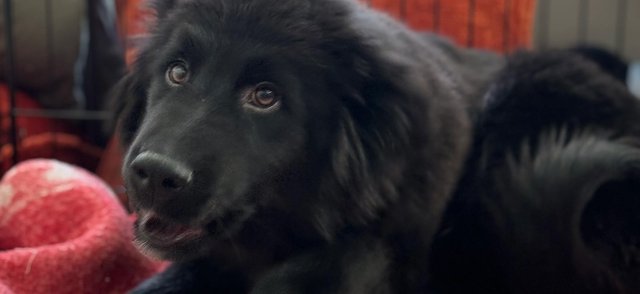 Люди спасли «породистого» пса. Он оказался смесью хаски и голдена