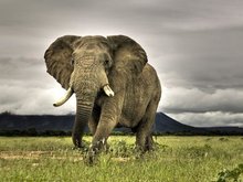 Кадр из В защиту слонов