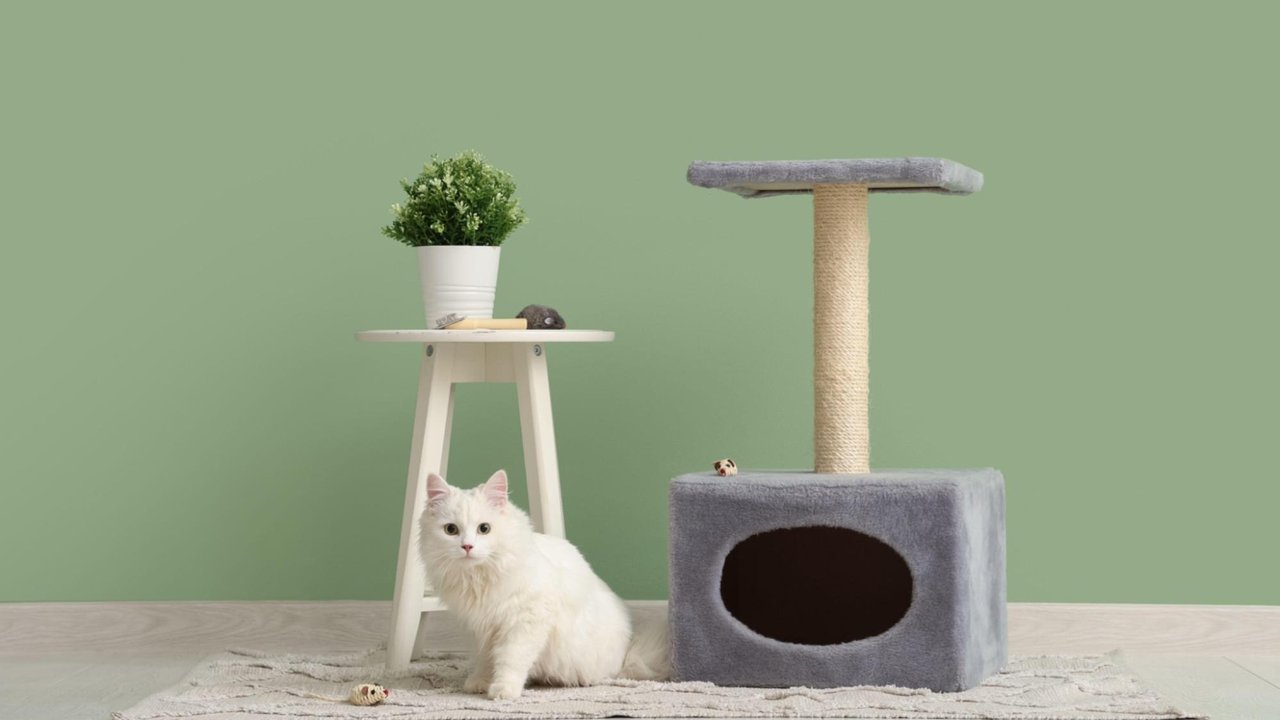 Кошка Кошка