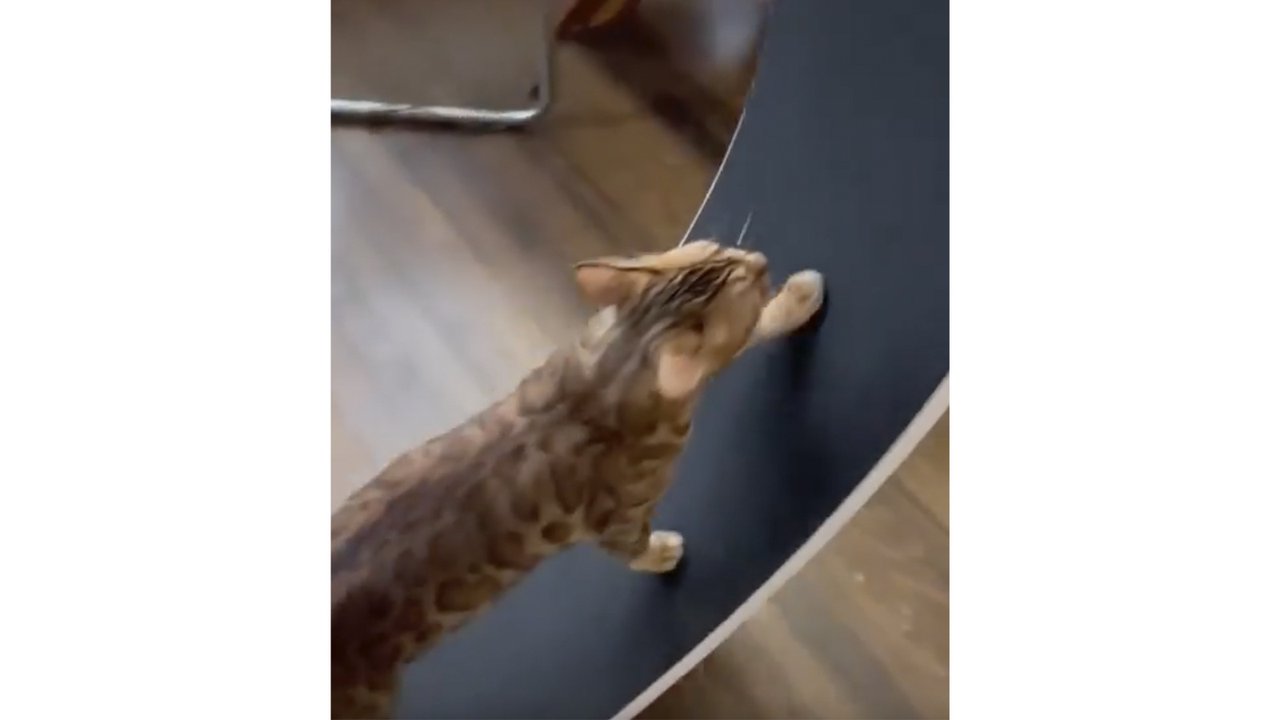 Кот в колесе Кот в колесе