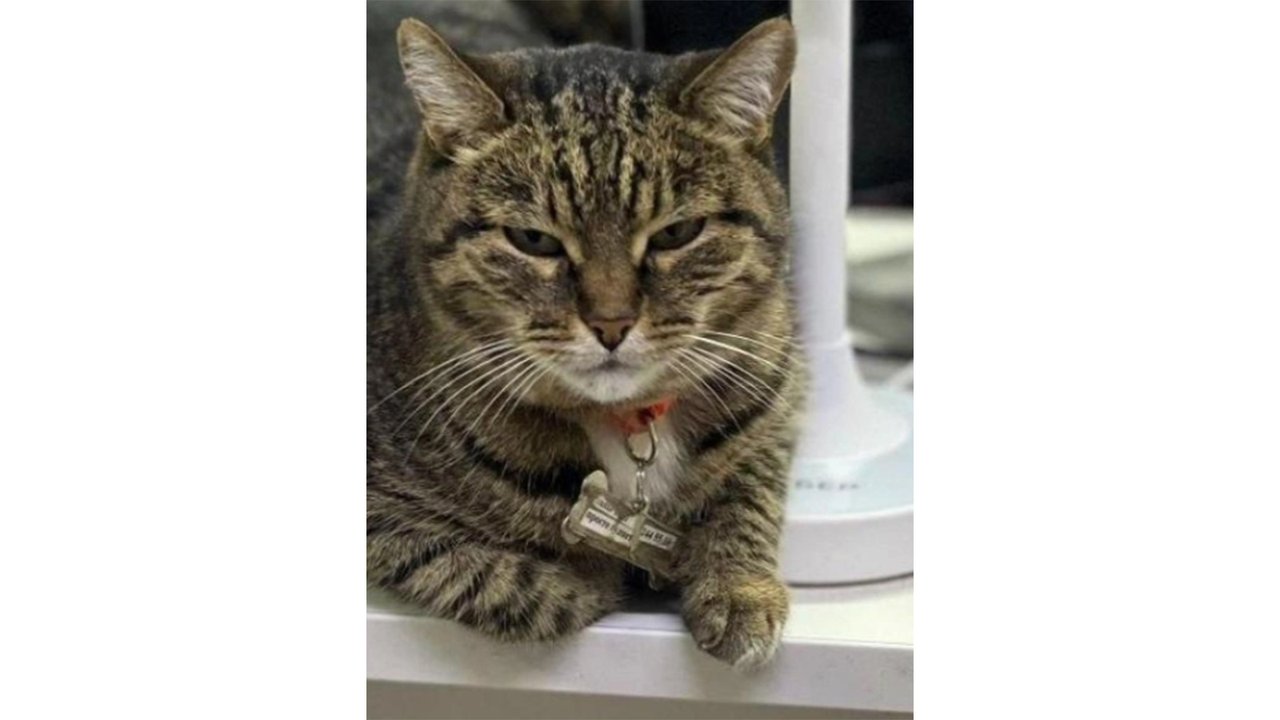 Кошечка Зина Кошечка Зина