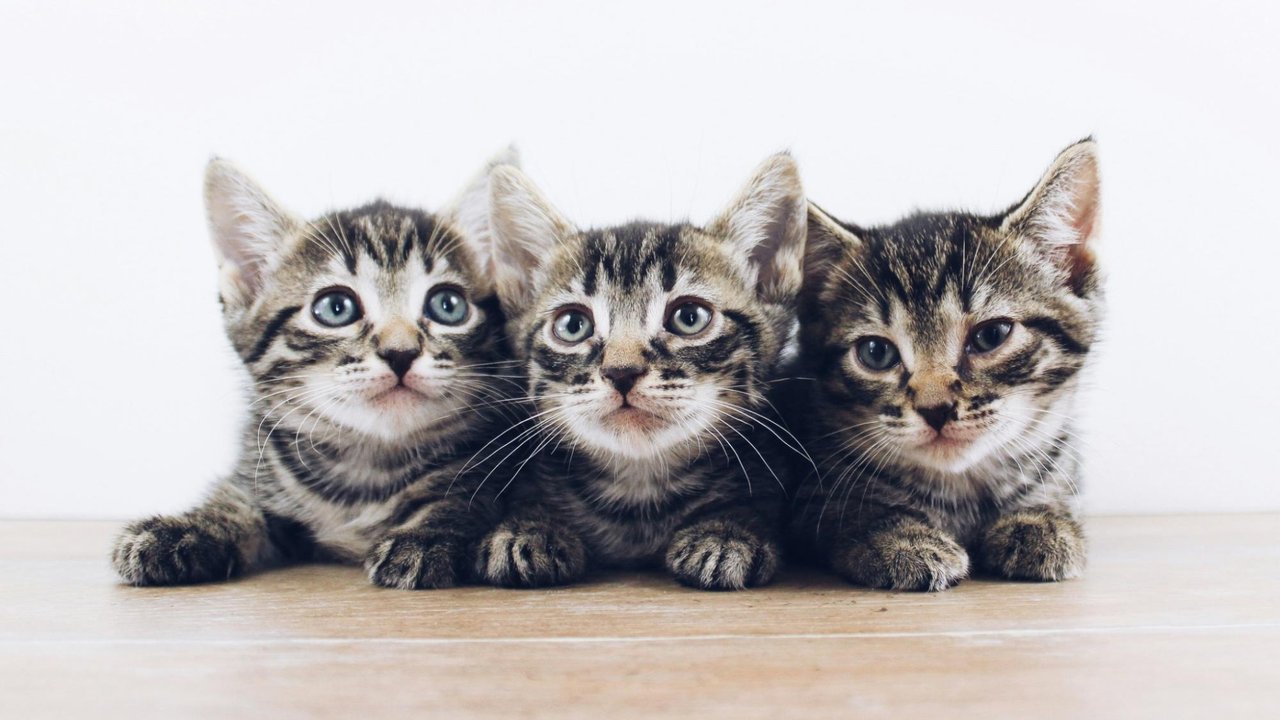 Котята