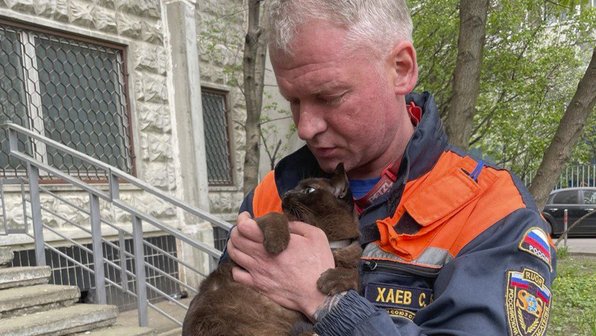 В Москве спасли кошку, сбежавшую во время выгула на шлейке