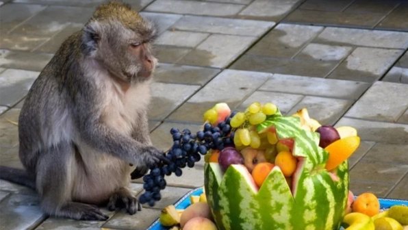 Чем занимаются олени, овцы и макаки в старости. Ученые все объяснили
