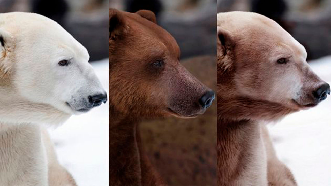 Пиззли — это гибрид полярного медведя и гризли