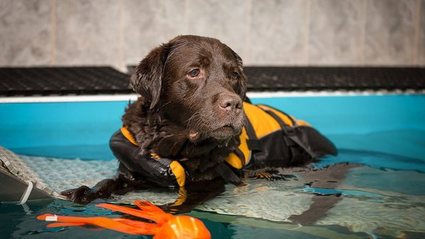 ЗОЖ по-собачьи: как устроен бассейн для песиков