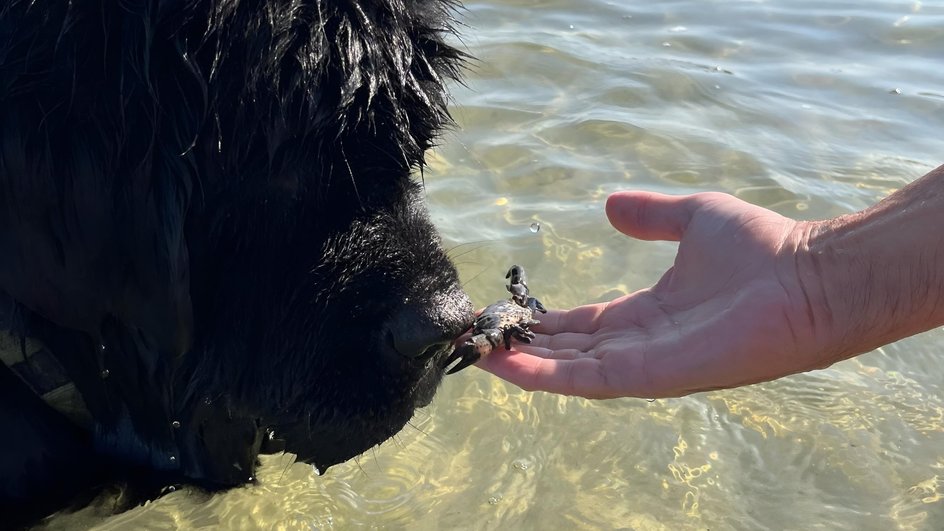 Ньюфаундленд изучает маленького краба на море Ньюфаундленд изучает маленького краба на море