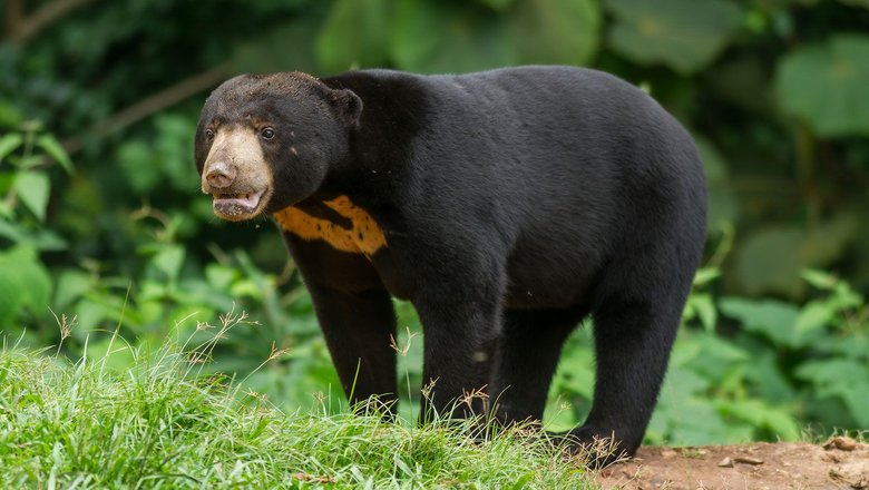 Малайский медведь (бируанг). Фото: Britannica