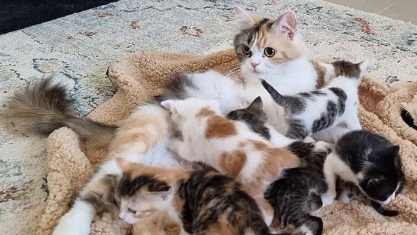 Беременная кошка пришла к людям и попросила о помощи