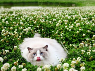 «Эх, сейчас бы развалиться на траве с цветочками, а не вот это вот все».