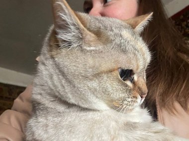 Кошка по имени Фиалка Кошка по имени Фиалка