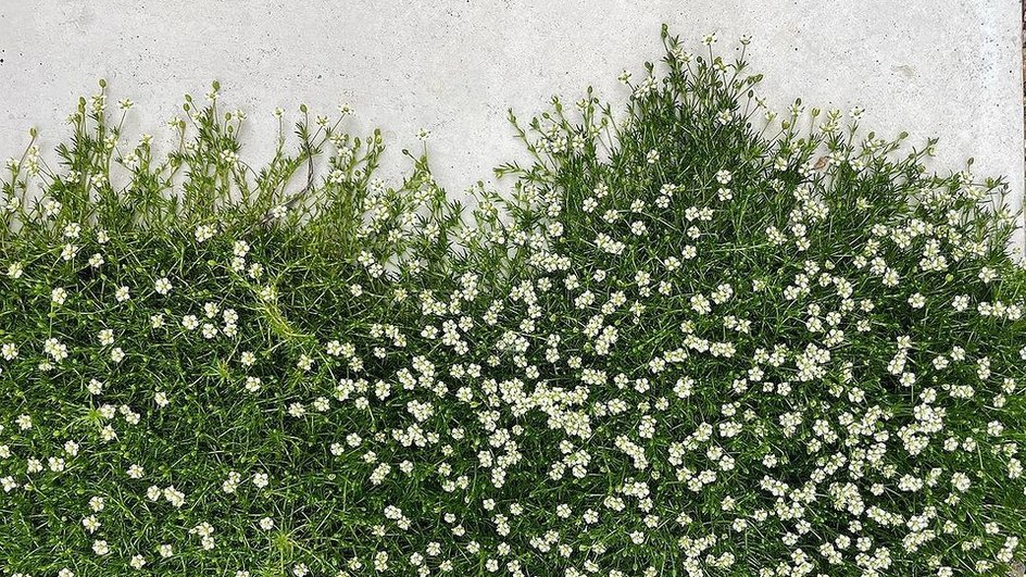 Почвопокровные морозостойкие многолетники: 20 лучших растений для вашего сада