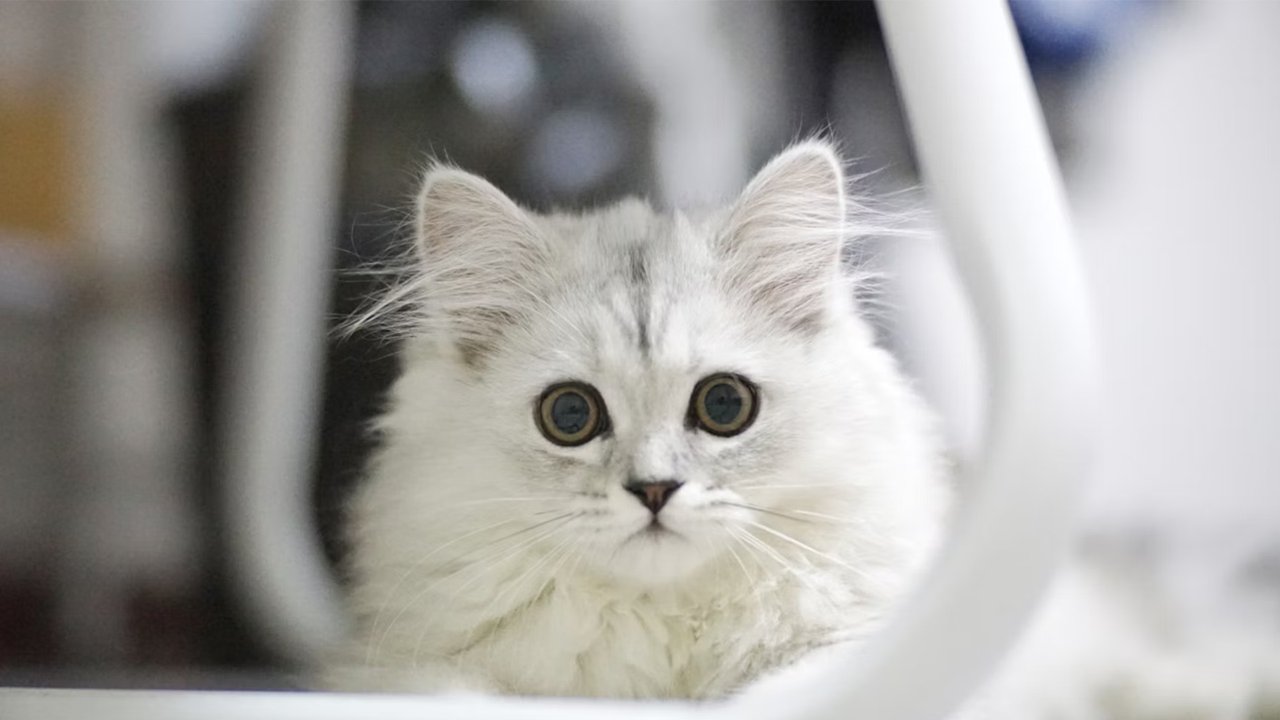 Белый кот