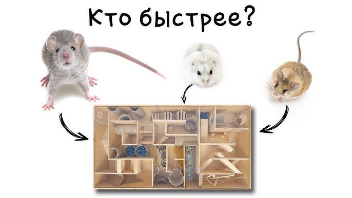 Мыши в лабиринте Мыши в лабиринте