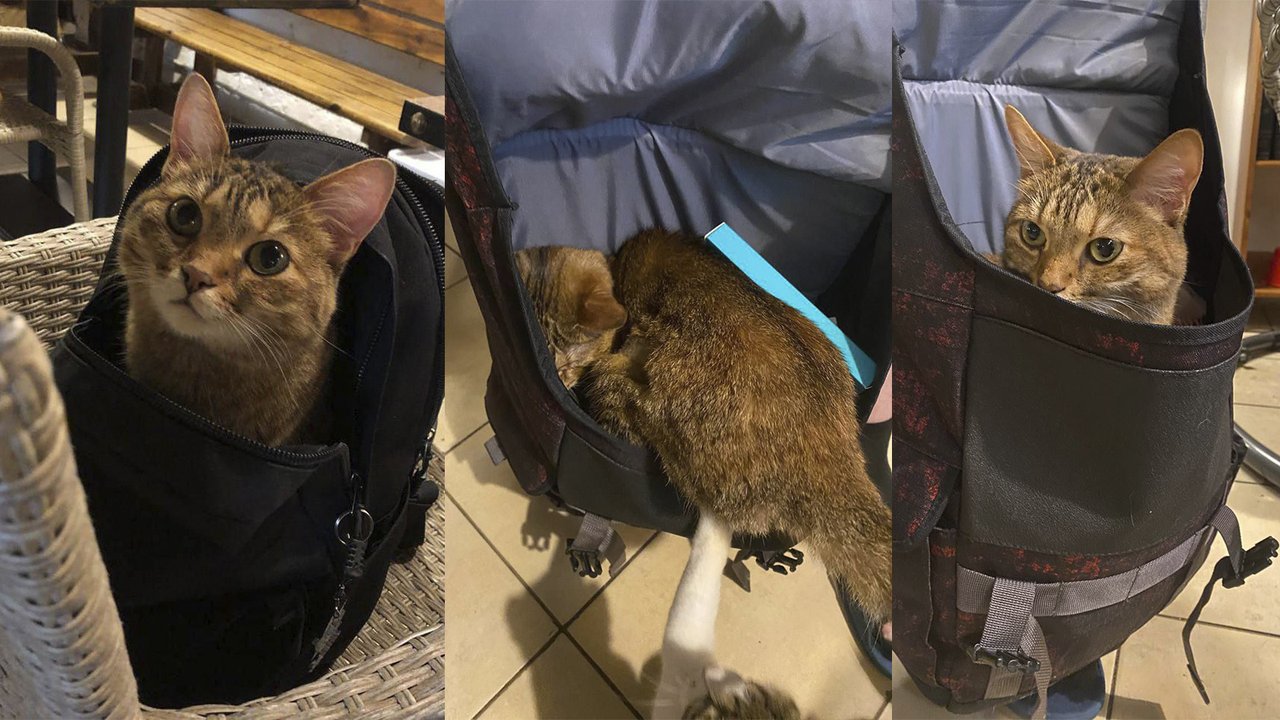 Принес сумку — осчастливил кошку