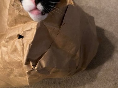 «Наш кот Плуто обожает этот пакет».