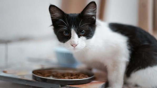 Котенок не ест: причины, профилактика, советы диетолога
