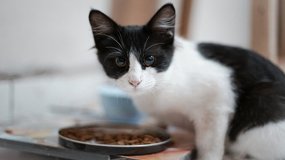 Котенок кушает корм Котенок кушает корм