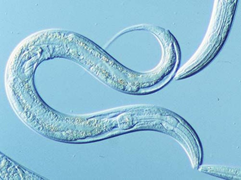 червь Caenorhabditis elegans червь Caenorhabditis elegans
