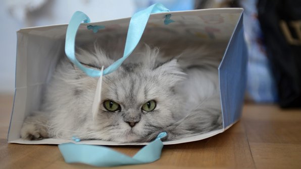 25 персидских кошек, которые вас загипнотизируют