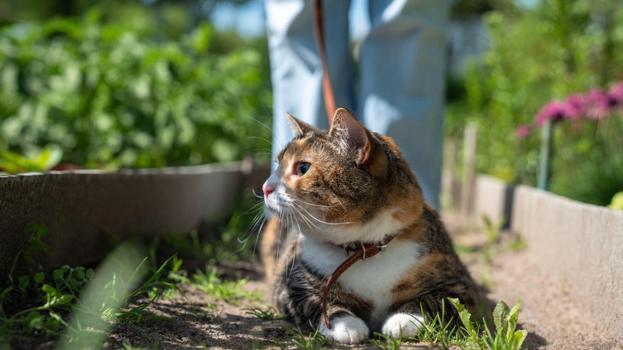 Не выгуливайте кошку на шлейке