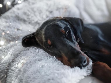 До чего же красиво умеют спать собаки?