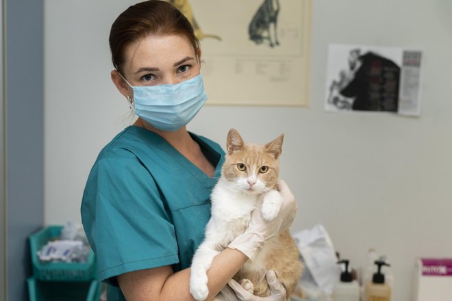 ветеренар и кошка