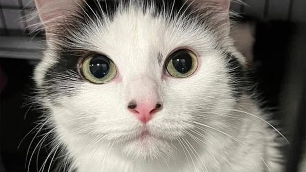 Кошка стала героиней приюта, спасая маленьких котят