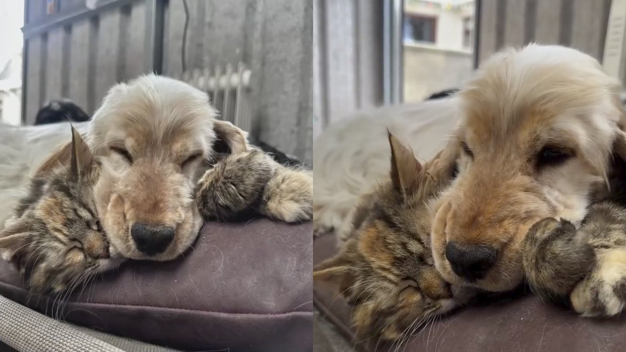 Клем Клем