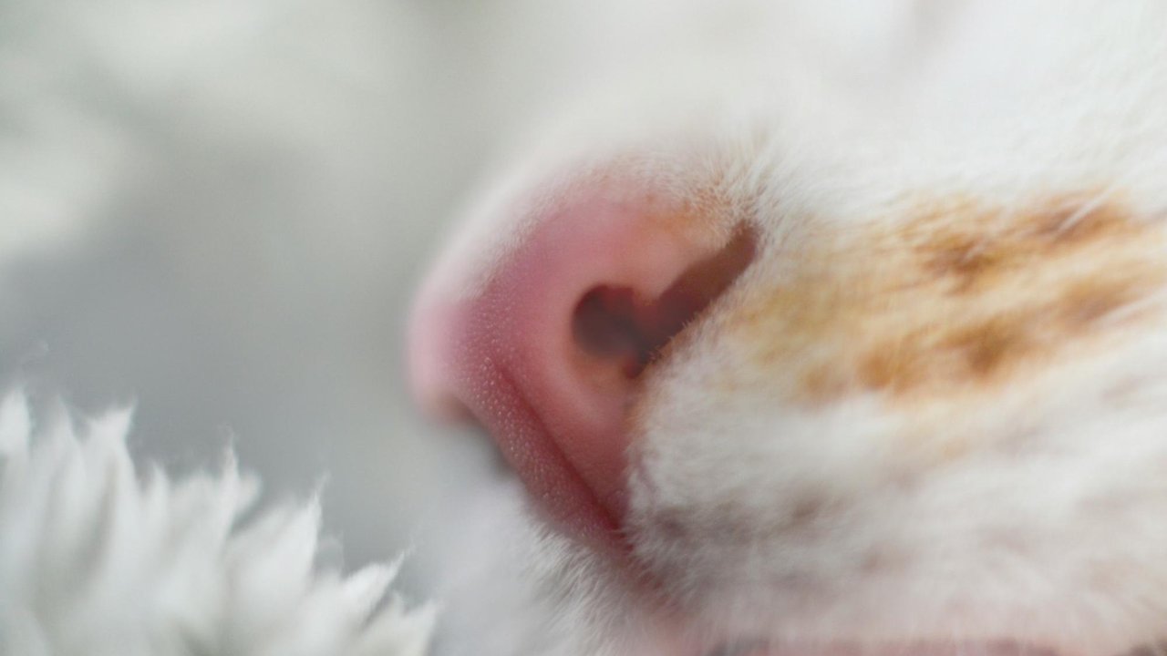 Нос кошки Нос кошки