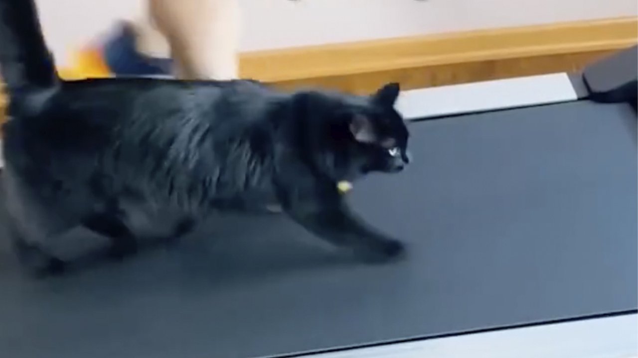 Кот на беговой дорожке Кот на беговой дорожке