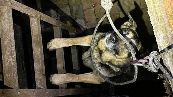 Петля жизни: в Ульяновске спасли собаку из подвала
