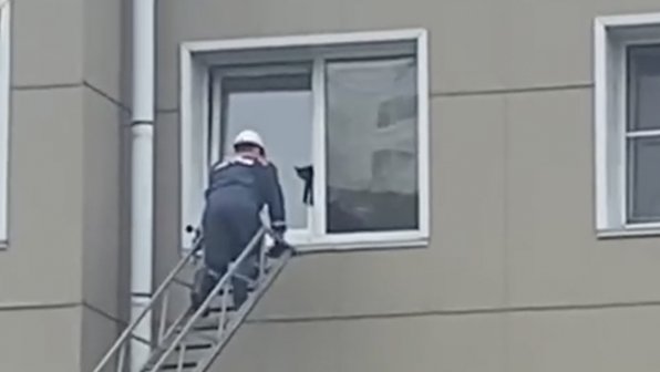 На Сахалине кот едва не погиб в ловушке