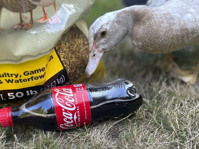 Утка выросла с собаками и думает, что она тоже щенок