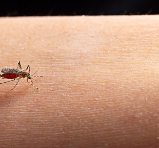 Чем мазать укусы комаров: эффективные народные средства