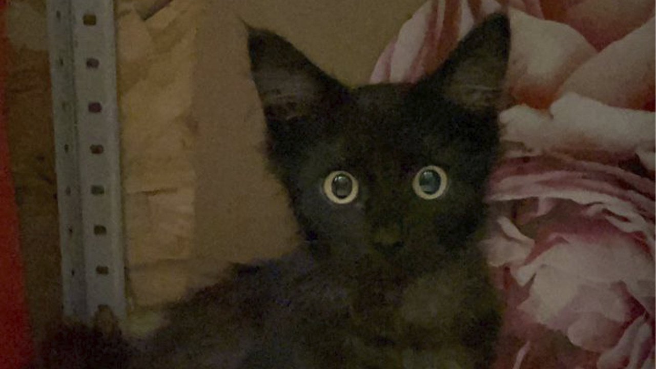 Черный кот Черный кот