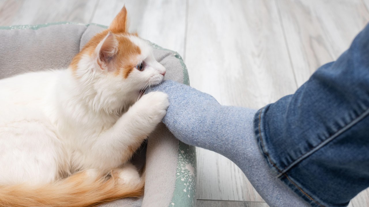Фут-фетиш | Почему кошки без ума от наших ног - Питомцы Mail.ru