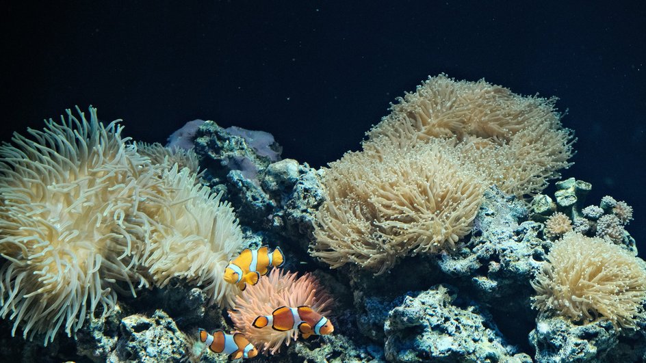 Биоразнообразие морского дна Биоразнообразие морского дна