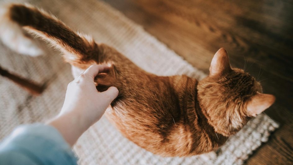 Хозяин гладит и чешет кошку, которая хочет играть, чтобы случайно не потянуть ее за хвост и не повредить его Хозяин гладит и чешет кошку, которая хочет играть, чтобы случайно не потянуть ее за хвост и не повредить его