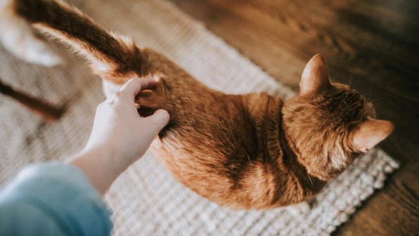 Где нельзя гладить кошку: 7 запретных точек, которые стоит обходить