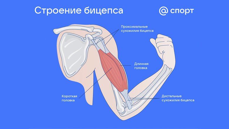 Строение бицепса. Строение бицепса.